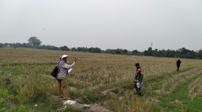 Peltu Tri Susilo Dampingi Pengukuran Lahan Sawah Pasalakan