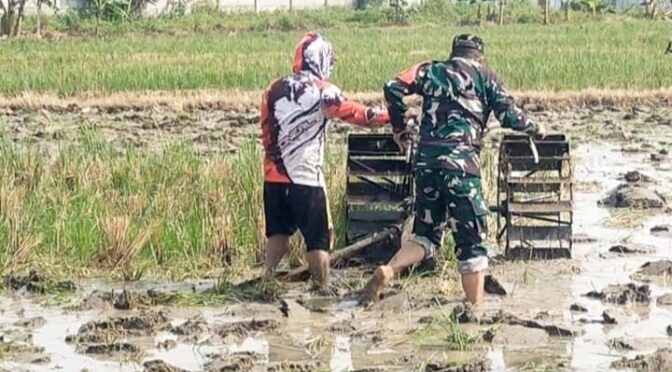 Pendampingan Babinsa Kepada Poktan dalam Proses Pengolahan Lahan untuk Masa Tanam Kedua Tahun Ini