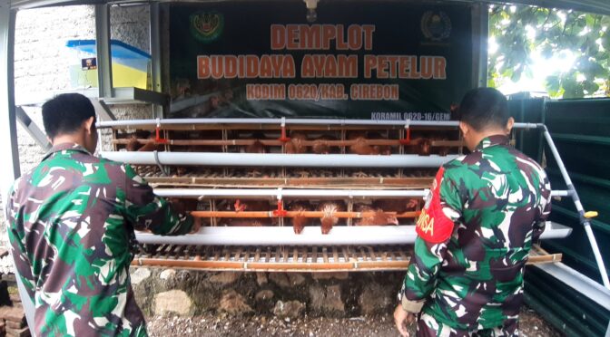 Upaya Meningkatkan Ketahanan Pangan dan Kesejahteraan dengan Budidaya Ayam Petelur