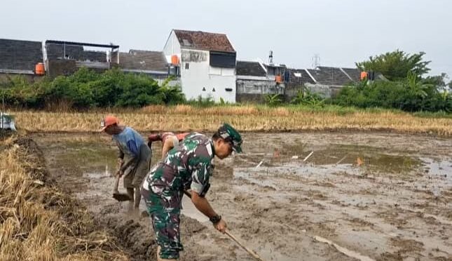 Turun ke Sawah Dampingi Poktan Buat Lahan Penyemaian Padi, Babinsa Sukseskan Ketahanan Pangan Nasional.