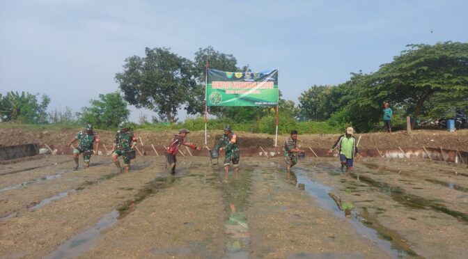 Penyemaian Bibit Padi oleh Serda Arifudin Babinsa Jagapura Wetan dalam Rangka Giat Demplot Kodam III / Siliwangi