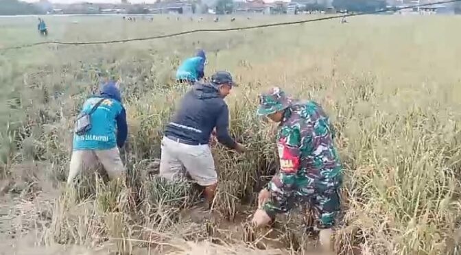 Simbol Keberhasilan Hanpangan, Babinsa Ikut Panen Padi.