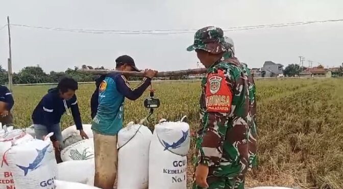 Babinsa Laksanakan Pendampingan Sergab Bulog kepada Poktan Sipanggang Jaya.