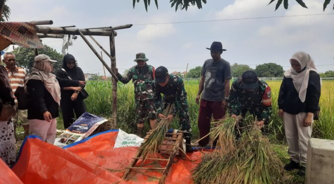 Dandim 0614/Kota Cirebon Tinjau Kegiatan Serapan Gabah di Poktan Sipanggangjaya