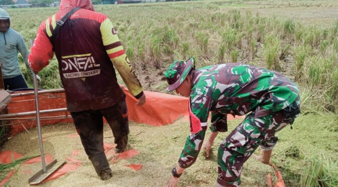 Babinsa Dukung Program Swasembada Pangan dan Ketahanan Pangan Nasional.