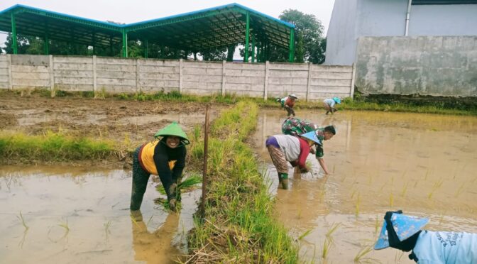 Dedikasi dan Dukungan Babinsa Dalam Program Ketahanan Pangan