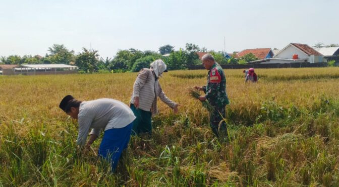 Babinsa Kelurahan Pekalangan Dampingi Panen Poktan Kedung Mendeng Dukung Swasembada Pangan