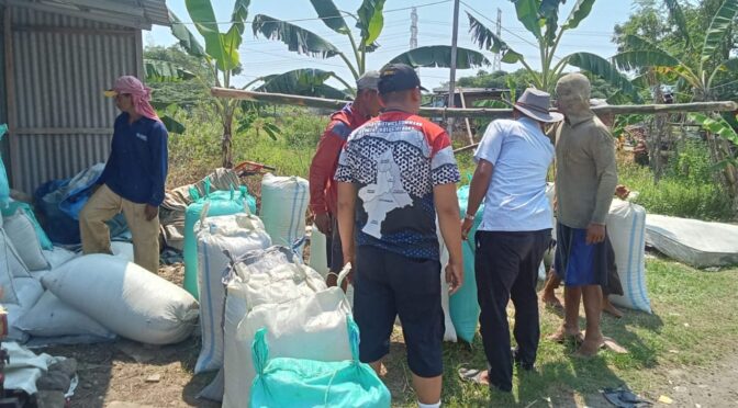 Babinsa Kelurahan Pulasaren Kawal Tim Serap Gabah Bulog di Sawah Poktan Sipanggang Jaya