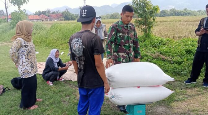 Koramil 0620-13/Sumber Dampingi Panen dan Penyerapan Gabah di Desa Mandala