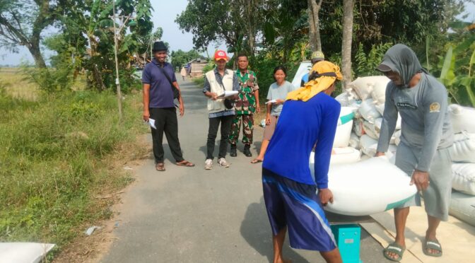 Babinsa Dampingi Penyerapan Gabah Petani oleh Bulog di Desa Bangodua