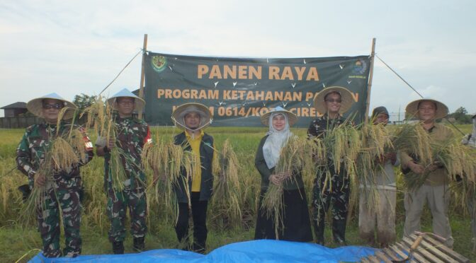 Dandim 0614/Kota Cirebon Laksanakan Panen Padi Bersama Kadis Pertanian dan Sergab Bulog di Argasunya.