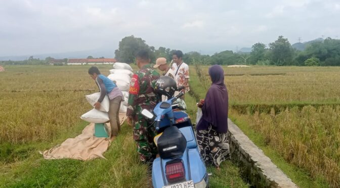 Koramil 0620-16 Gempol Laksanakan Pendampingan Panen dan Penjualan Gabah di Desa Balerante