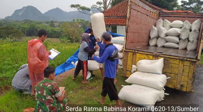 Anggota Koramil 0620-13/Sumber, Serda Ratma Laksanakan Monitoring & Pendampingan Giat Serap Gabah Petani di Desa Cangkoak