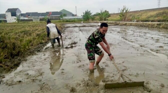 Babinsa Kelurahan Pegambiran Dampingi Poktan Sirandu Jaya dalam Pengolahan Lahan untuk Penyemaian Bibit Padi