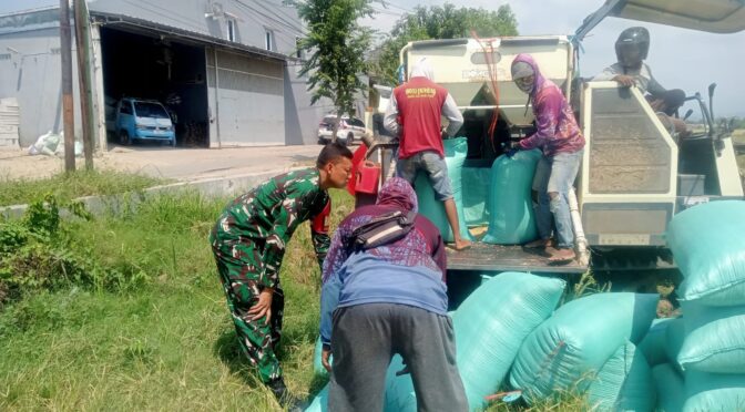 Dukung Swasembada Pangan Nasional, Babinsa Dampingi Panen Padi di Kalijaga.