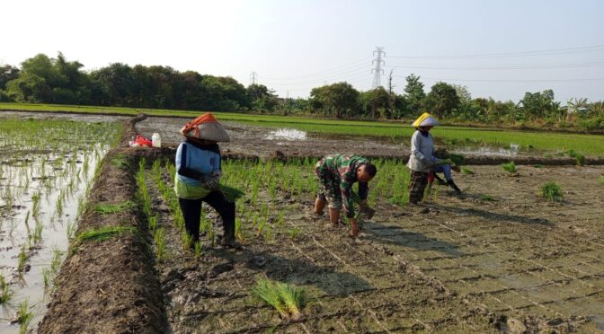 Babinsa Kel. Larangan Turut Tanam Padi Bersama Poktan, Wujud Jalin Keakraban dan Dukung Swasembada Pangan